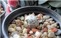 mammillaria sanchez-mejoradae